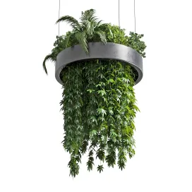 Hanging plant indoor plant
